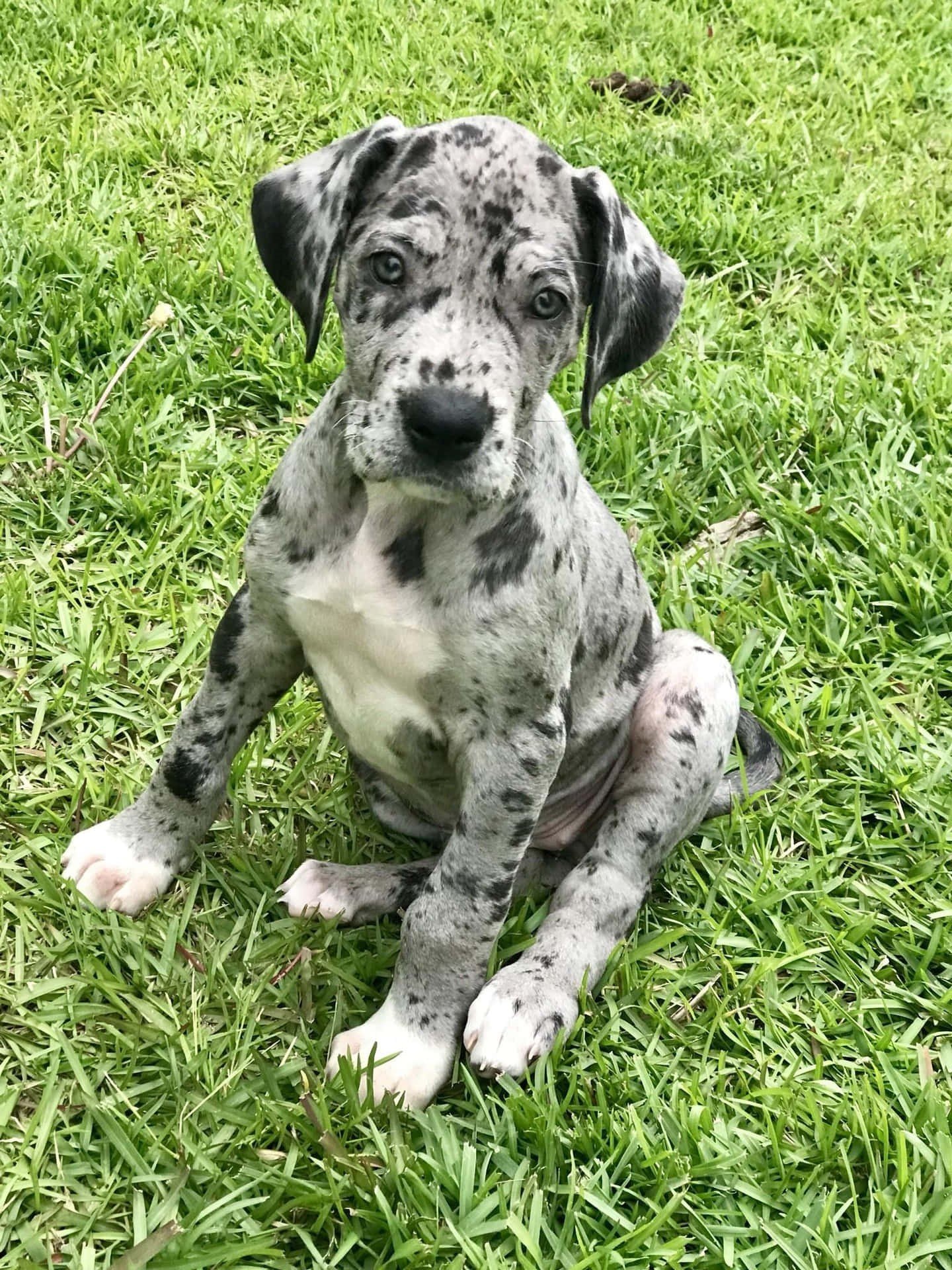 Buy Vaccinated  Great Dane Puppy from Goa